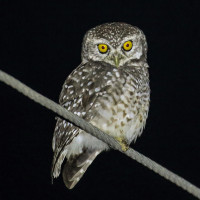 Spotted Owlet